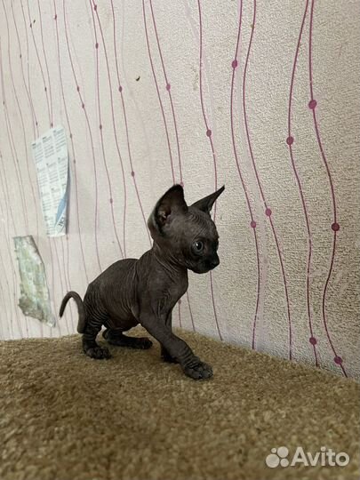 Сфинкс котенок девочка