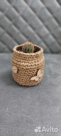 Живой кактусенок в джутовой шубке