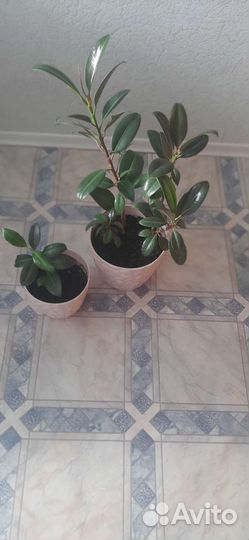 Юкка, Фикус