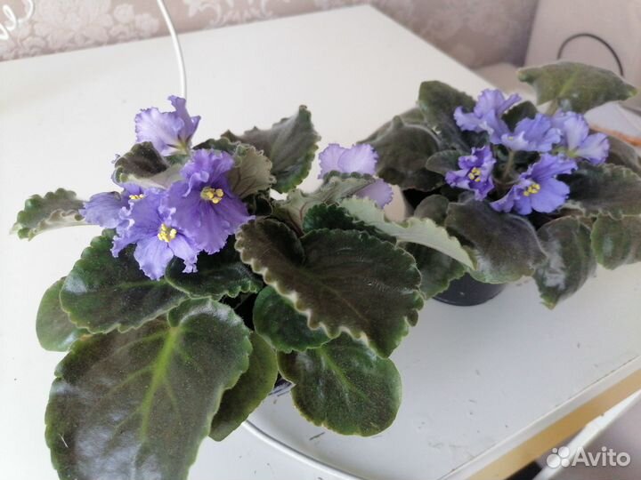 Сортовые фиалки