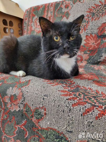 Кот Лучиано