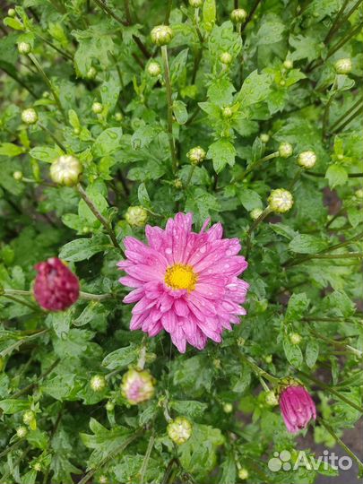 Рассада хризантемы