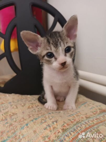 Донской сфинкс браш котята