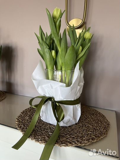 Тюльпаны в вазоне