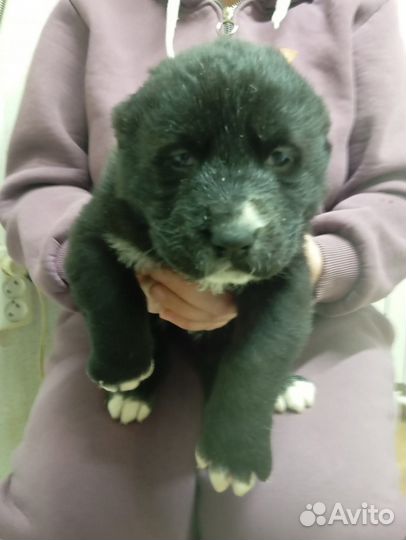 Щенки алабая продажа