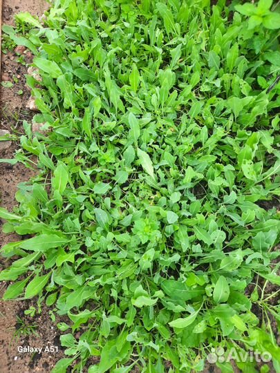 Мята и усма свежая