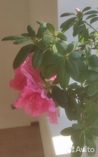 Азалия комнатная