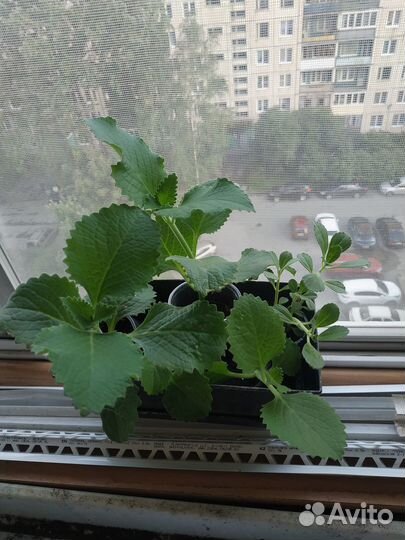 Хлорофитум хохлатый, мята домашняя