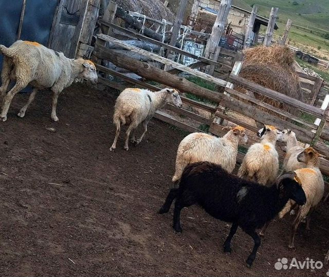 Продам овец