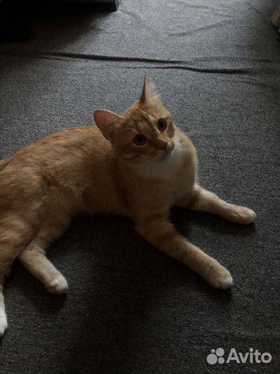 Кошка в дар бесплатно