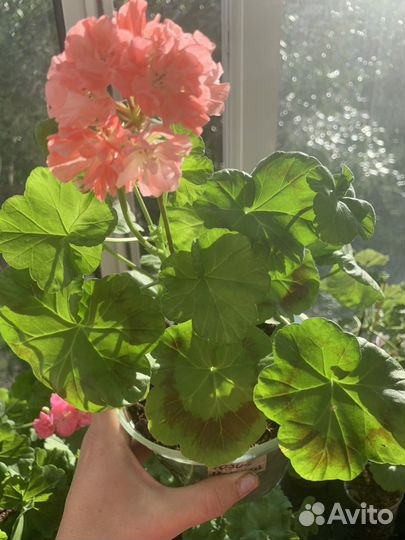 Пеларгония герань
