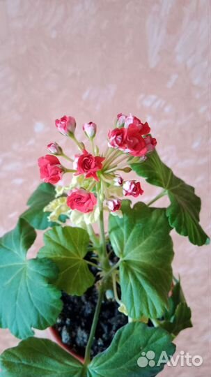 Пеларгония герань