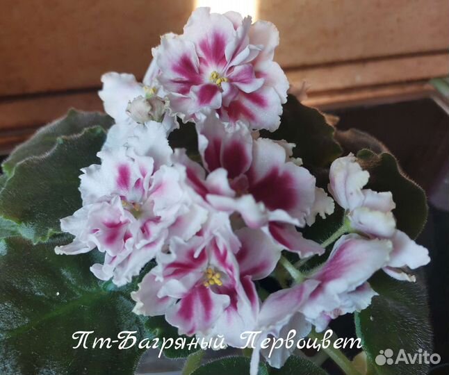 Сортовые фиалки