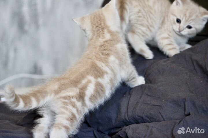 Британские котята редкого окраса