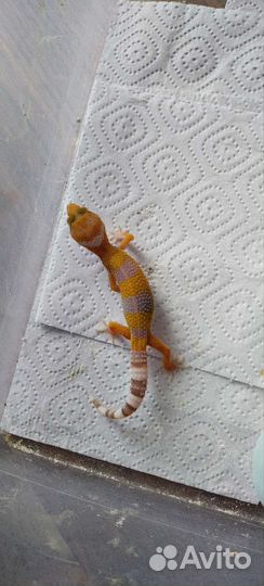 Эублефар самка, малыши