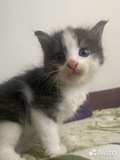 Кошка в дар бесплатно