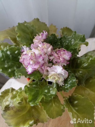 Фиалка Улыбка Фаберже