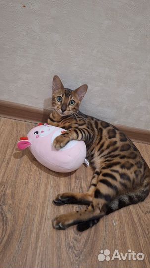Бенгальский кот вязка Сочи