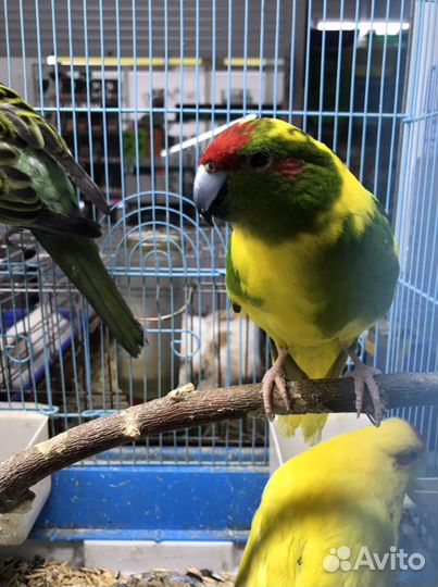 Волнистый попугай птенцы и какарики