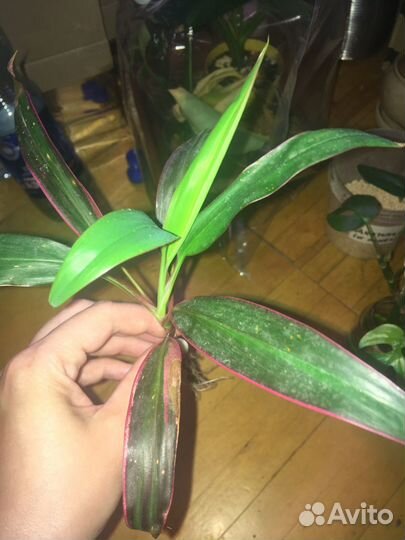 Комнатные домашние растения цветы