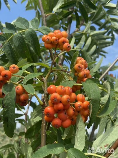 Рябина красная саженцы