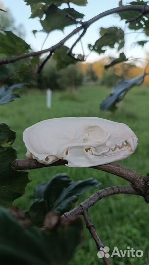 Череп соболя