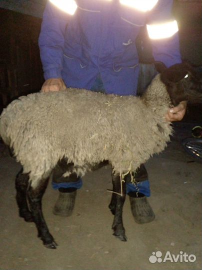 Овечки Гуси