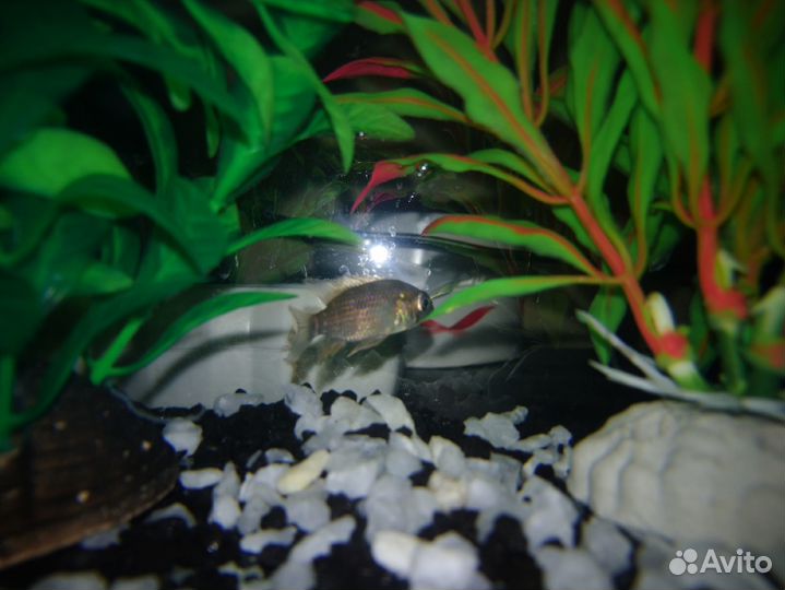 Рыба Акара Бирюзовая Малек