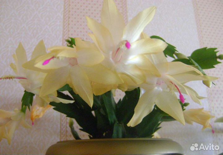 Цветок декабрист