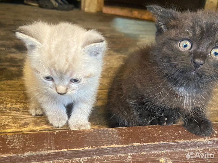 Черный котенок в добрые руки