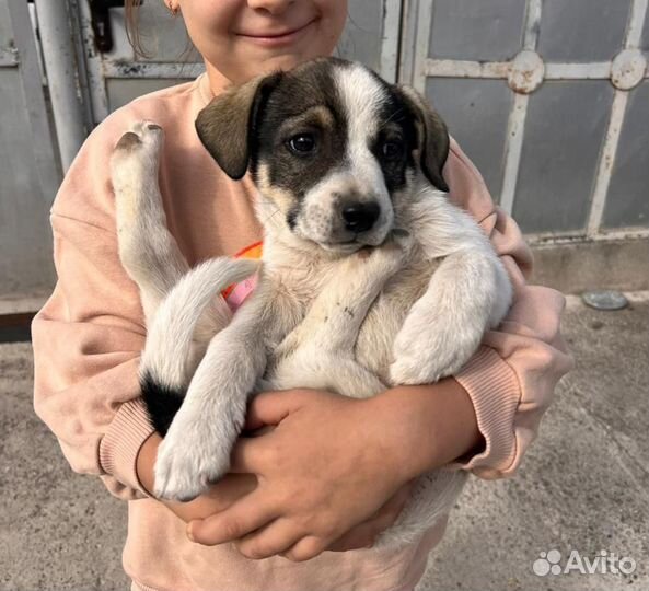 Щенок в добрые руки