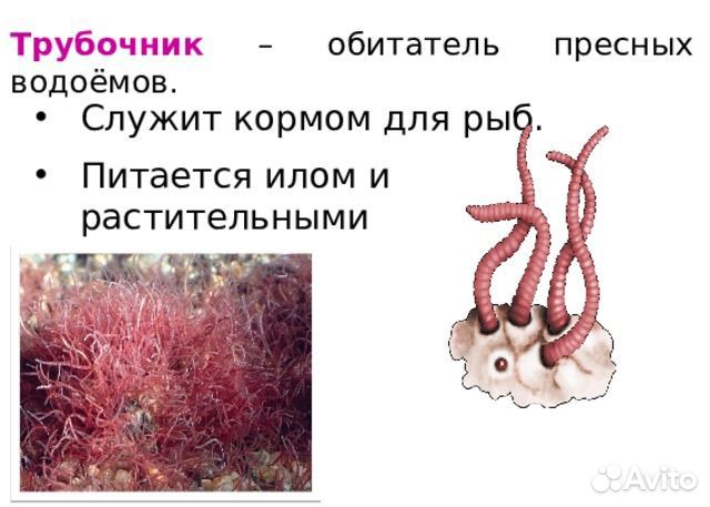 Живой корм для аквариумных рыбок