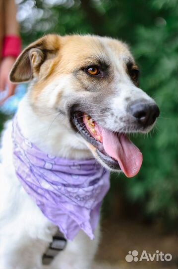 Скарлет ищет семью