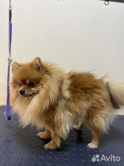 Груминг,стрижка собак