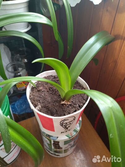 Гиппеаструм. Комнатная лилия