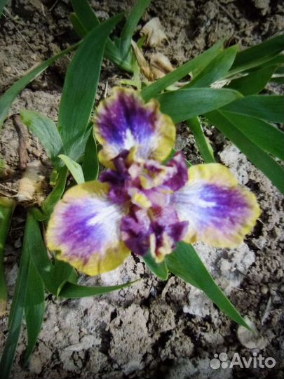 Ирисы карликовые