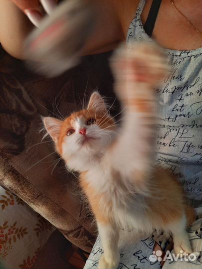 Кошка в дар