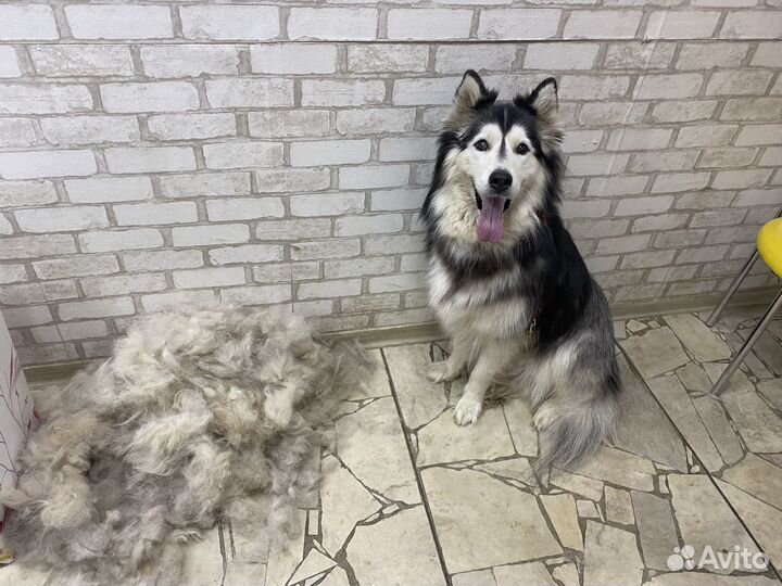 Грумер на дом и в салон