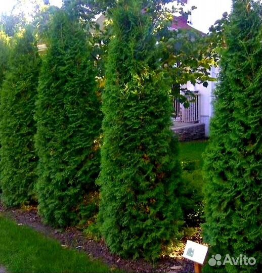 Туи смарагд