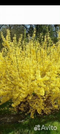 Форзиция саженцы и др