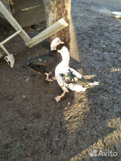 Мускусные утки