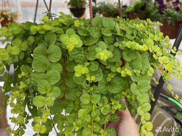 Лизимахия (вербейник монетчатый)