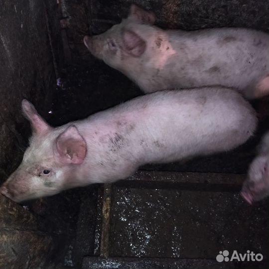 Овцы Бараны Ягнята