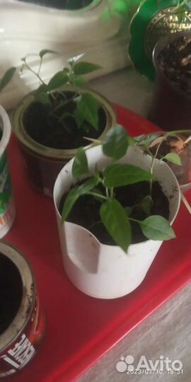 Перец декоративный