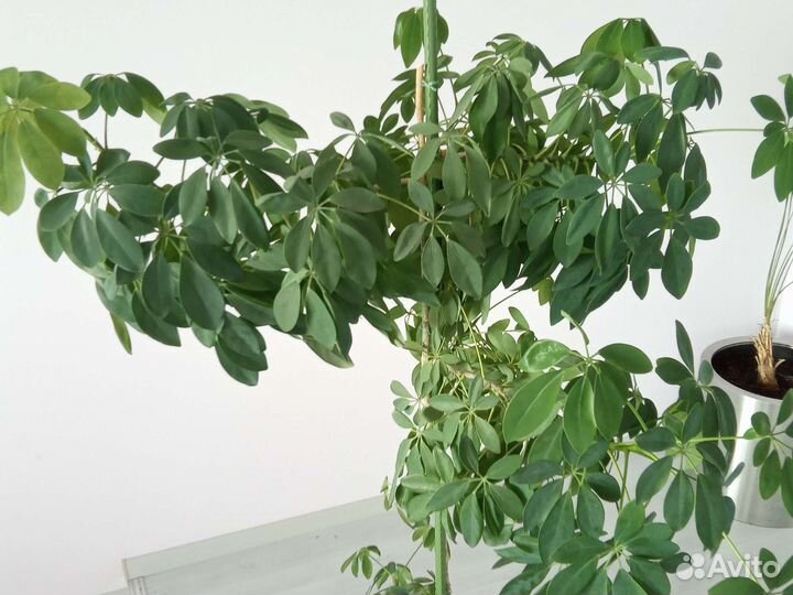 Растение декоративное Шеффлера Колоновидная