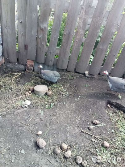 Цесарки и цесарь