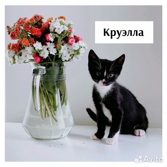 Котята ищут новый дом
