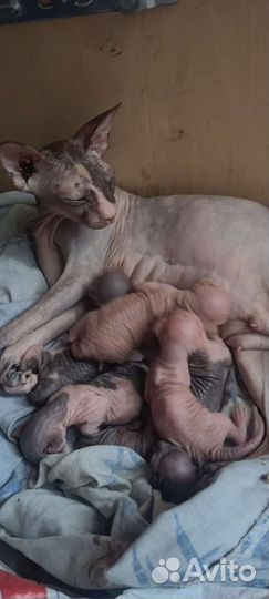 Канадский сфинкс котята