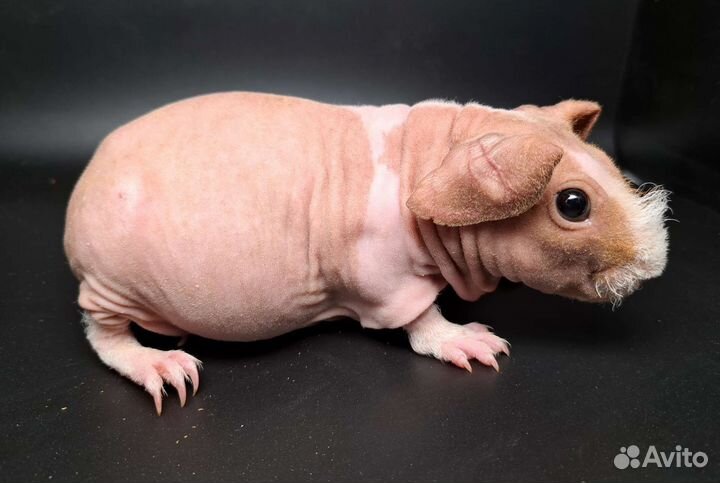 Девочка скинни свинка