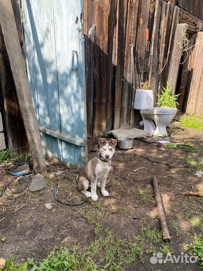 Щенок в добрые руки бесплатно лайки